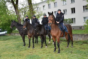 Policjanci na koniach słuzbowych