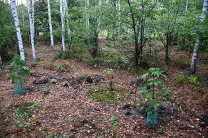 uprawa konopi w kompleksie leśnym